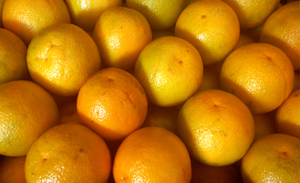 Drying of the orange bagasse